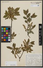Foto von Salix hastata L.